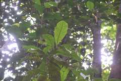 Pisonia excelsa
